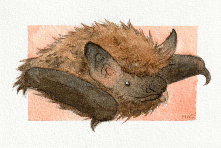 Big Brown Bat (Eptesicus fuscus)